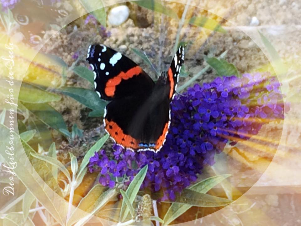 Schmetterling der Leichtigkeit
