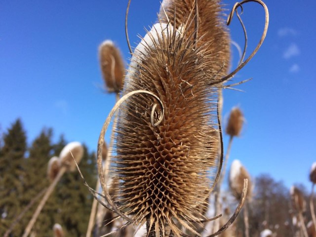 16114192_1560710347276409_3167023968628799626_n